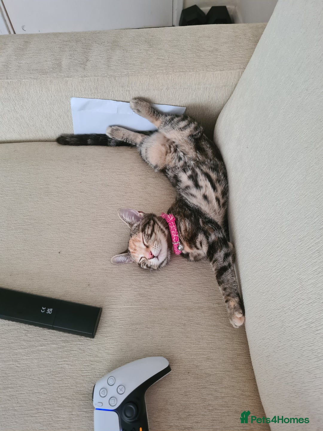 Mixed Breed cats for sale: Friendly kitten - Image 2