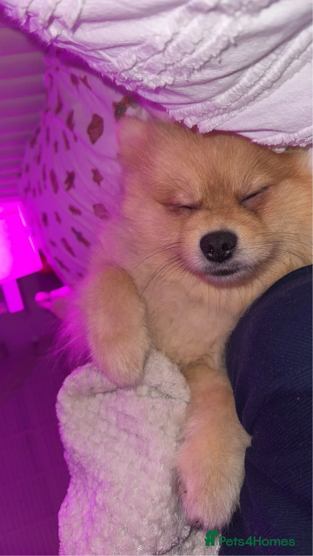 Pomeranian dogs for sale: Milo  (please read description) - Advert 5