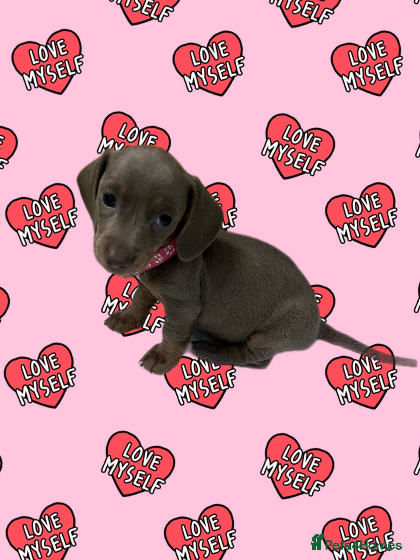 Dachshund dogs Miniature dachshunds - Advert 3