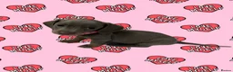 Dachshund dogs for sale: Miniature dachshunds - Advert 3