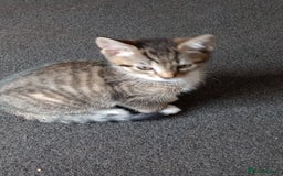 Mixed Breed cats for sale: 3 ADORABLE STRIPEY FURBALLS  - Image 17
