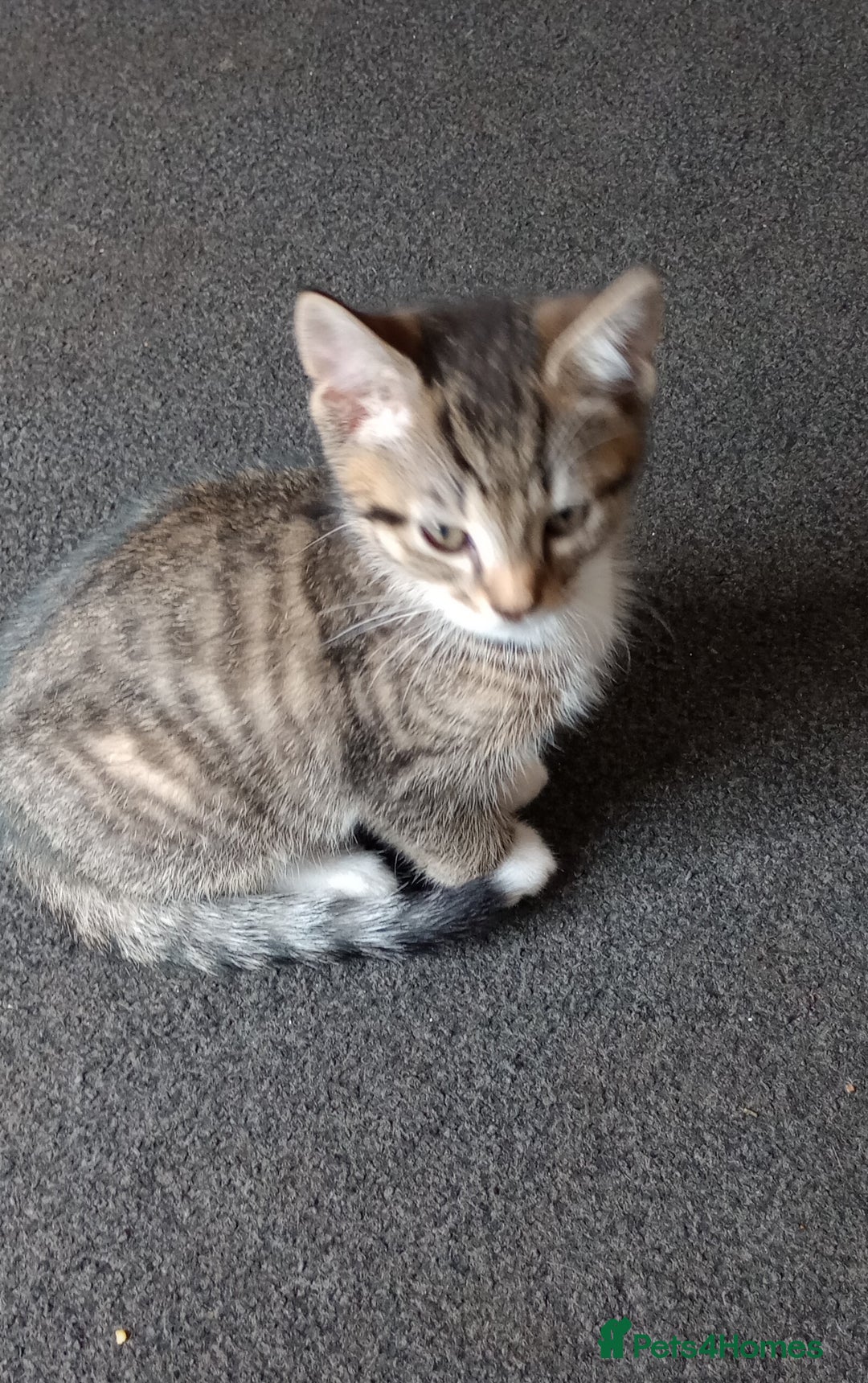 Mixed Breed cats for sale: 3 ADORABLE STRIPEY FURBALLS  - Image 17