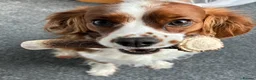Cavalier King Charles Spaniel dogs for sale: 5 Beautiful Cavalier Puppies  in Stockport - Advert 20