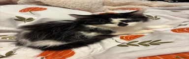 Mixed Breed 1