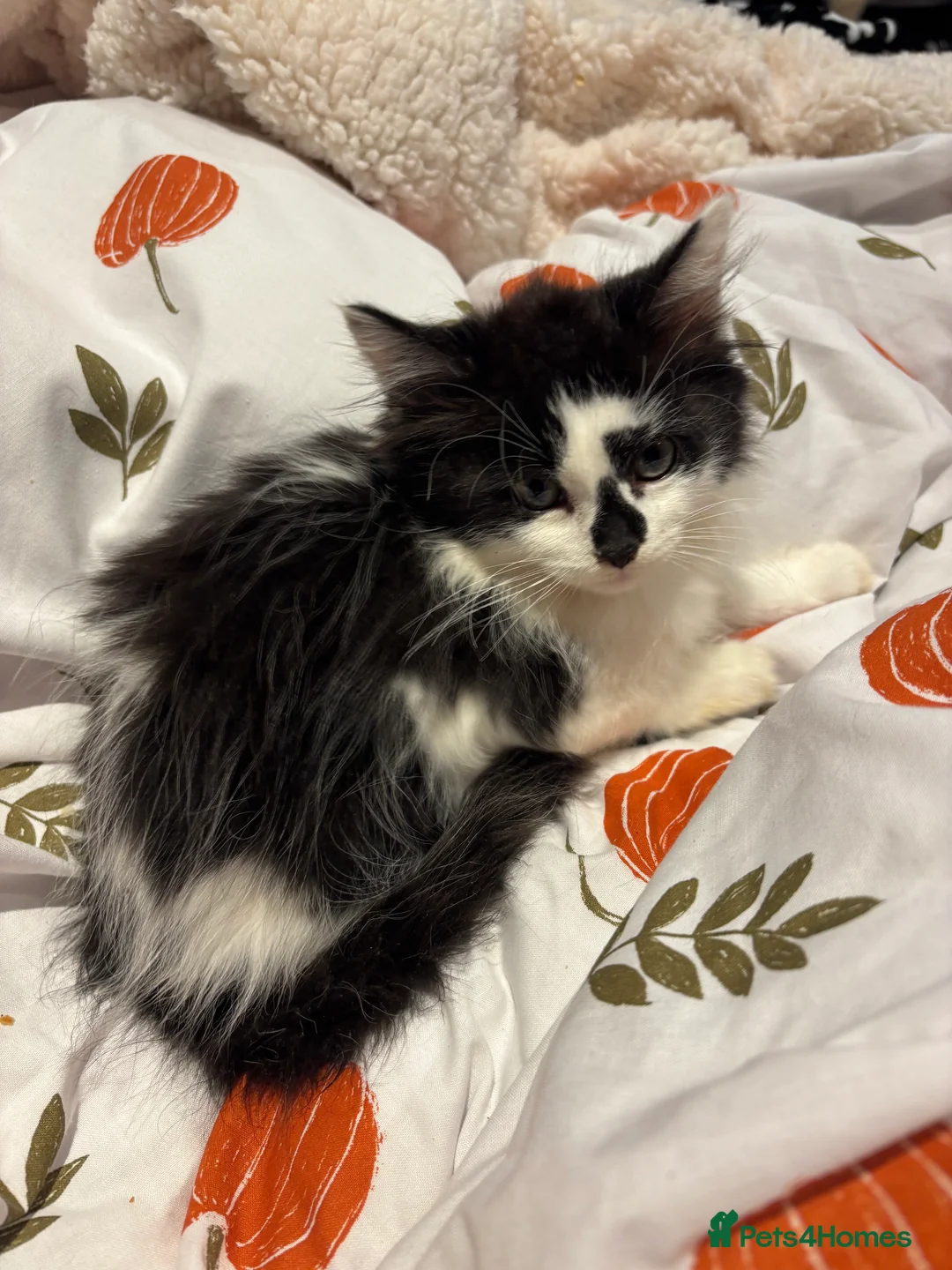 Mixed Breed cats for sale: Kittens for sale  - Advert 2