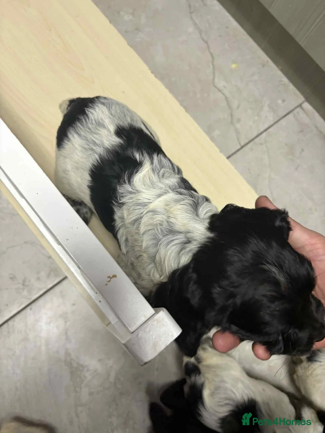 Sprocker dogs for sale: 7 Sprocker spaniels - Advert 4