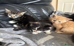 Mixed Breed cats for sale: sweet, cute kitten (Bsh X persian)  - Image 13