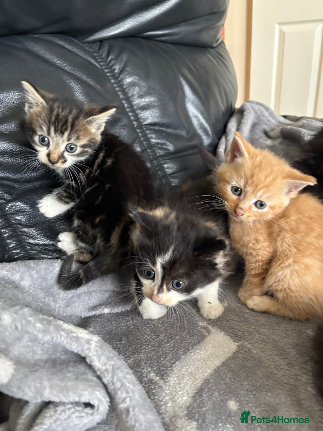 Mixed Breed cats for sale: sweet, cute kitten (Bsh X persian)  - Image 13