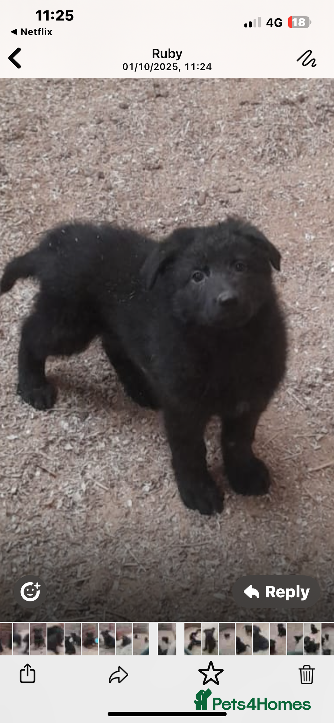 German Shepherd dogs for sale: Beautiful big German shepherd pups - Image 4