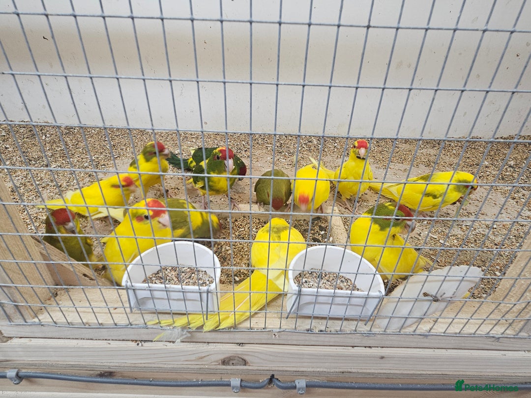Parakeets birds for sale: Young parent reared kakarikis - Image 9