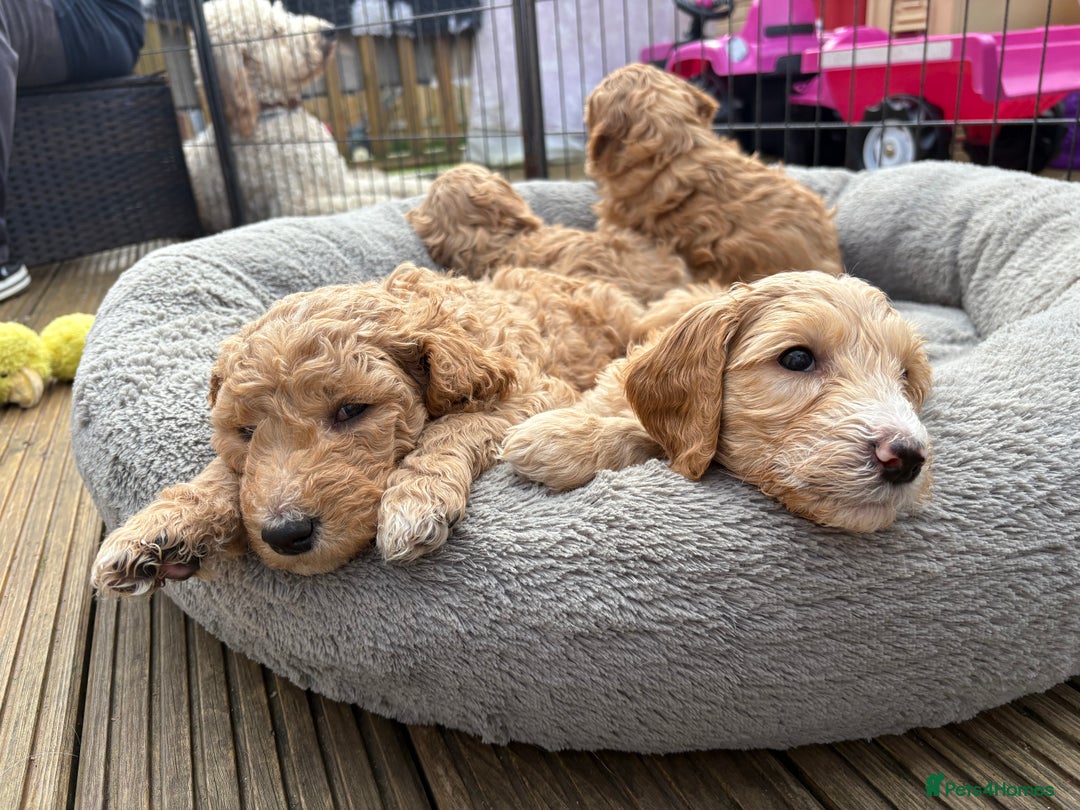 Goldendoodle dogs for sale: 🐶🐾🐶AUSTRALIAN DOUBLE DOODLE PUPPIES🐶🐾🐶 - Image 17