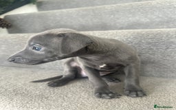 Italian Greyhound dogs for sale: Kc registered Italian greyhounds  - Image 6
