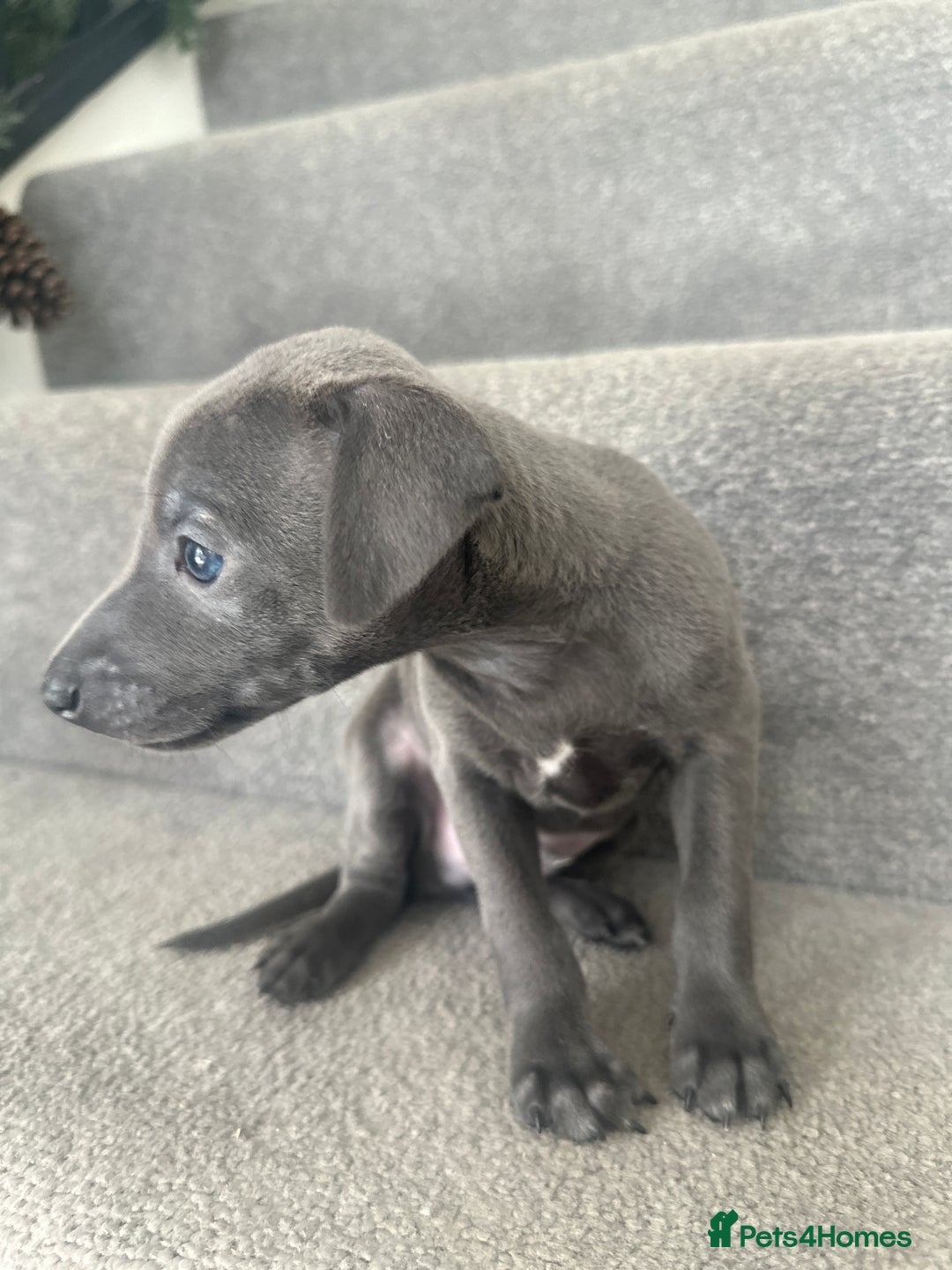 Italian Greyhound dogs for sale: Kc registered Italian greyhounds  - Image 6