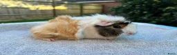 Guinea Pig rodents for sale: Gorgeous Female Guinea Pigs Available - Advert 2