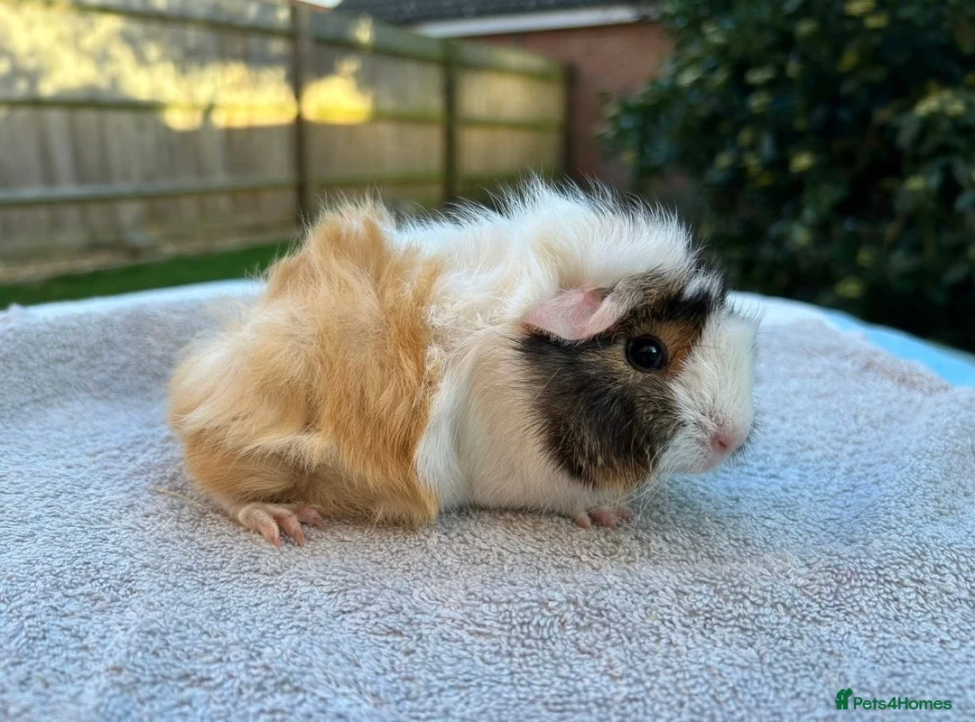 Guinea Pig rodents for sale: Gorgeous Female Guinea Pigs Available - Advert 2