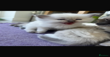 Ragdoll cats - Advert 11