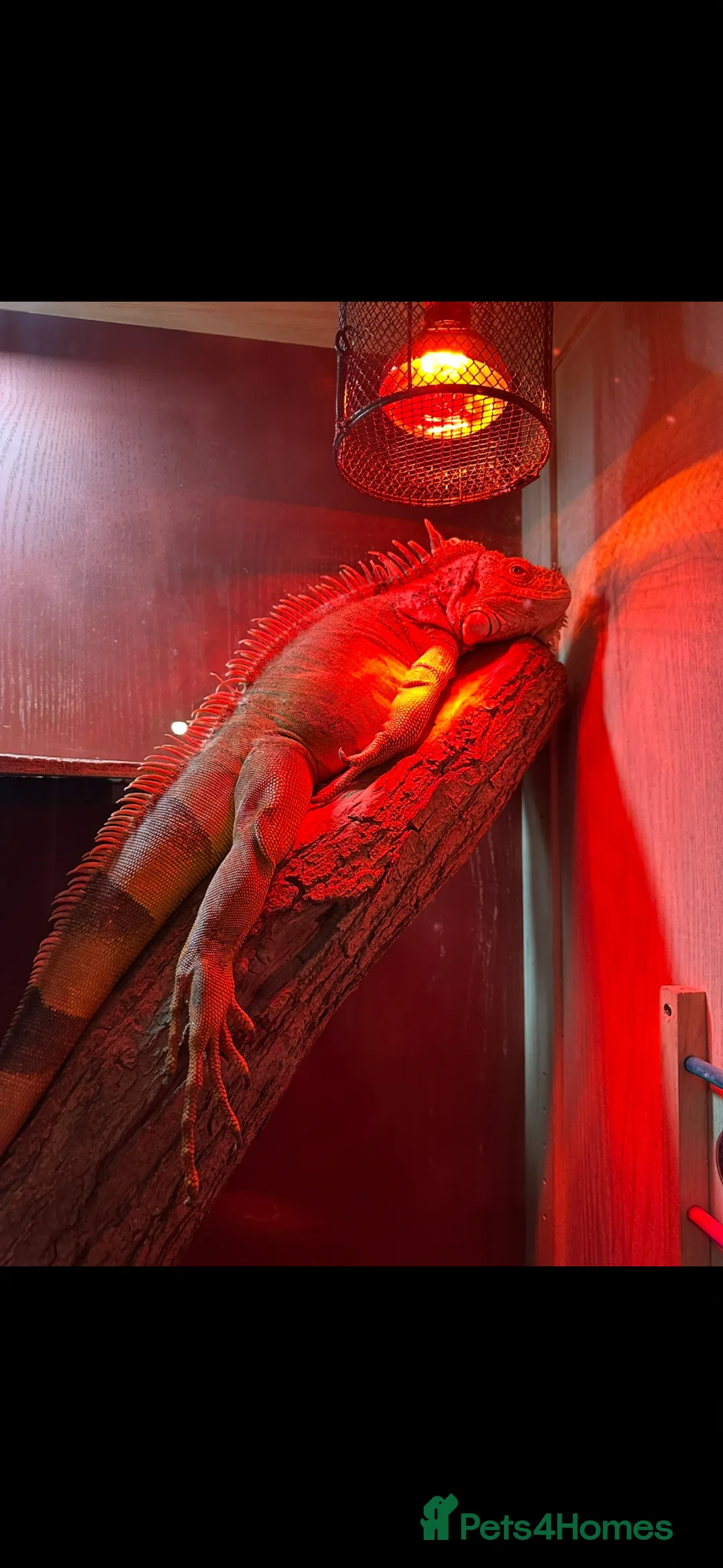 Iguana reptiles for sale: Buddy iguana in Benfleet - Advert 2