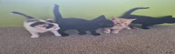 Mixed Breed cats for sale: 2 black kittens  - Advert 4