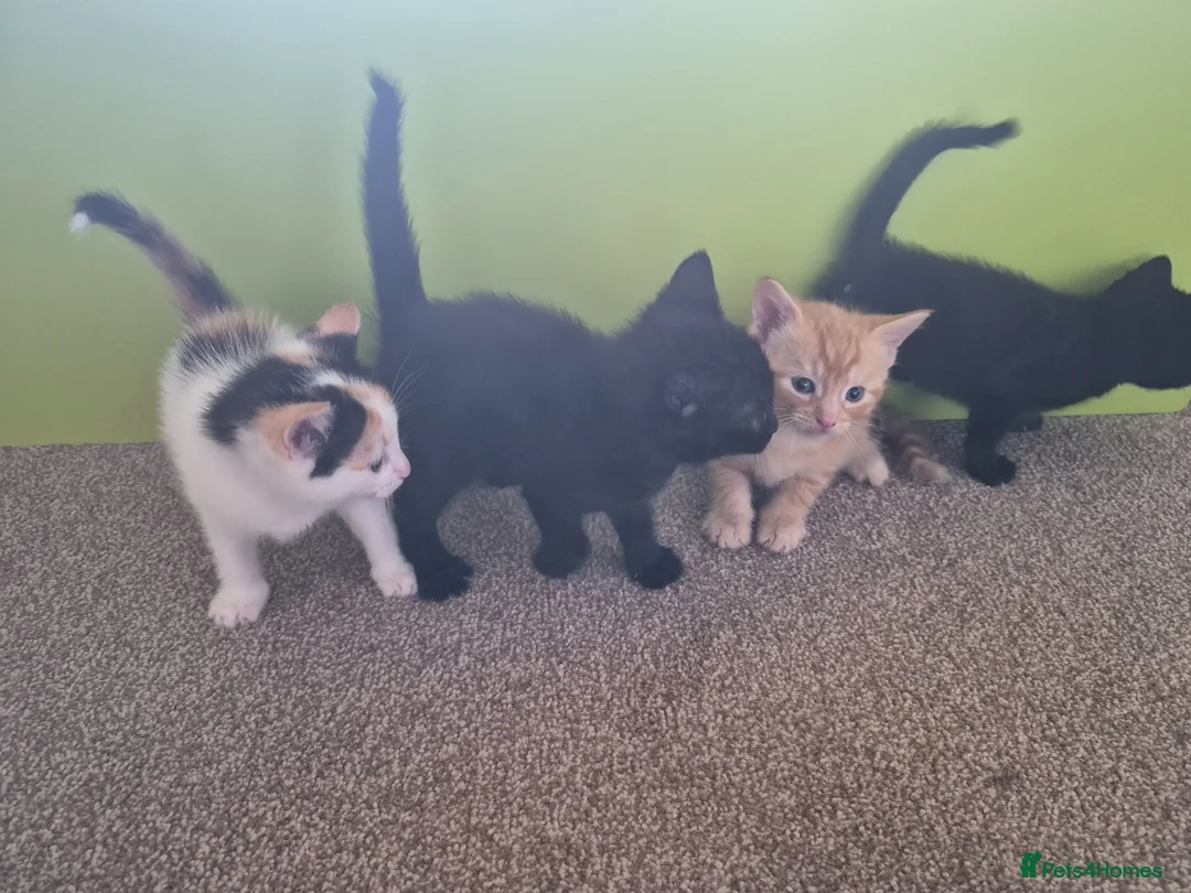 Mixed Breed cats for sale: 2 black kittens  - Advert 4