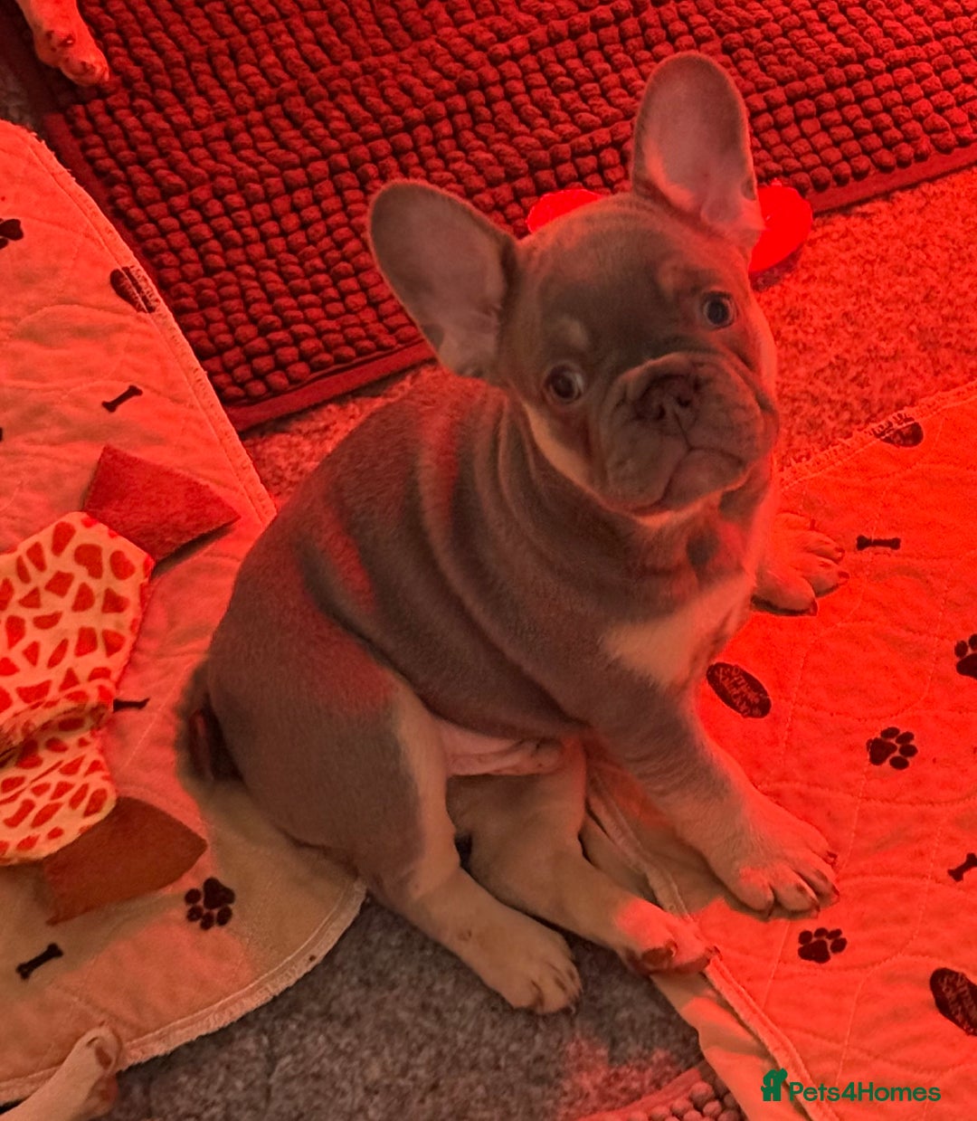 French Bulldog dogs for sale: French Bulldog Puppies  - Advert 13