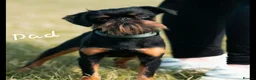 Griffon Bruxellois dogs for sale: Stunning Griffon Bruxellois puppies KC registered - Advert 31