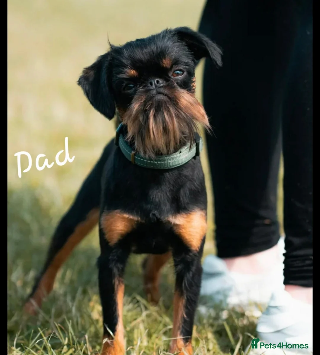 Griffon Bruxellois dogs for sale: Stunning Griffon Bruxellois puppies KC registered - Advert 31