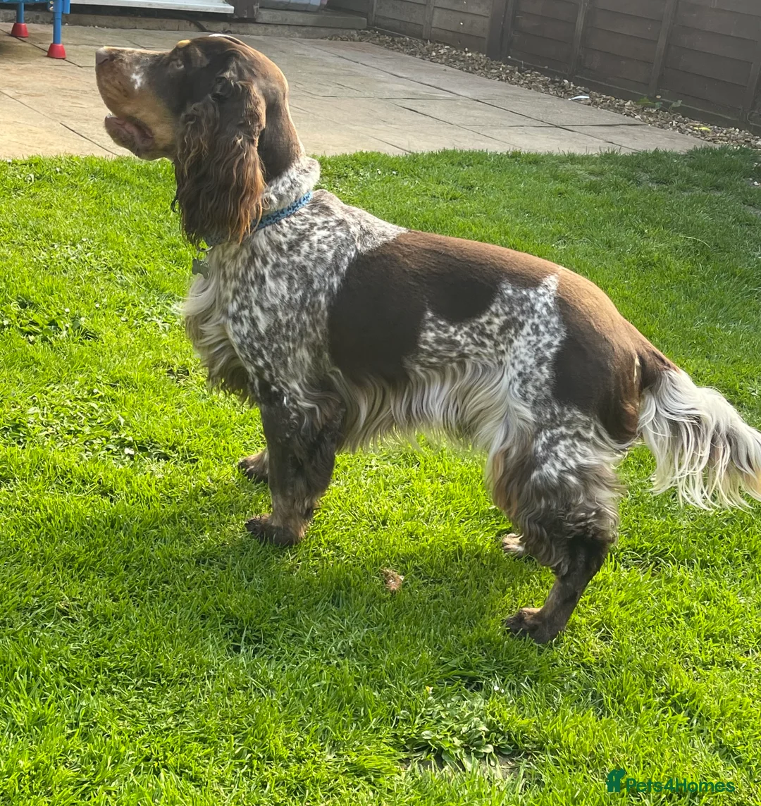 Cocker Spaniel dogs for stud: Beautiful show chocolate roan & tan dog for stud  in March - Advert 7