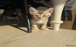 Bengal cats for sale: Bengal kittens  - Image 10