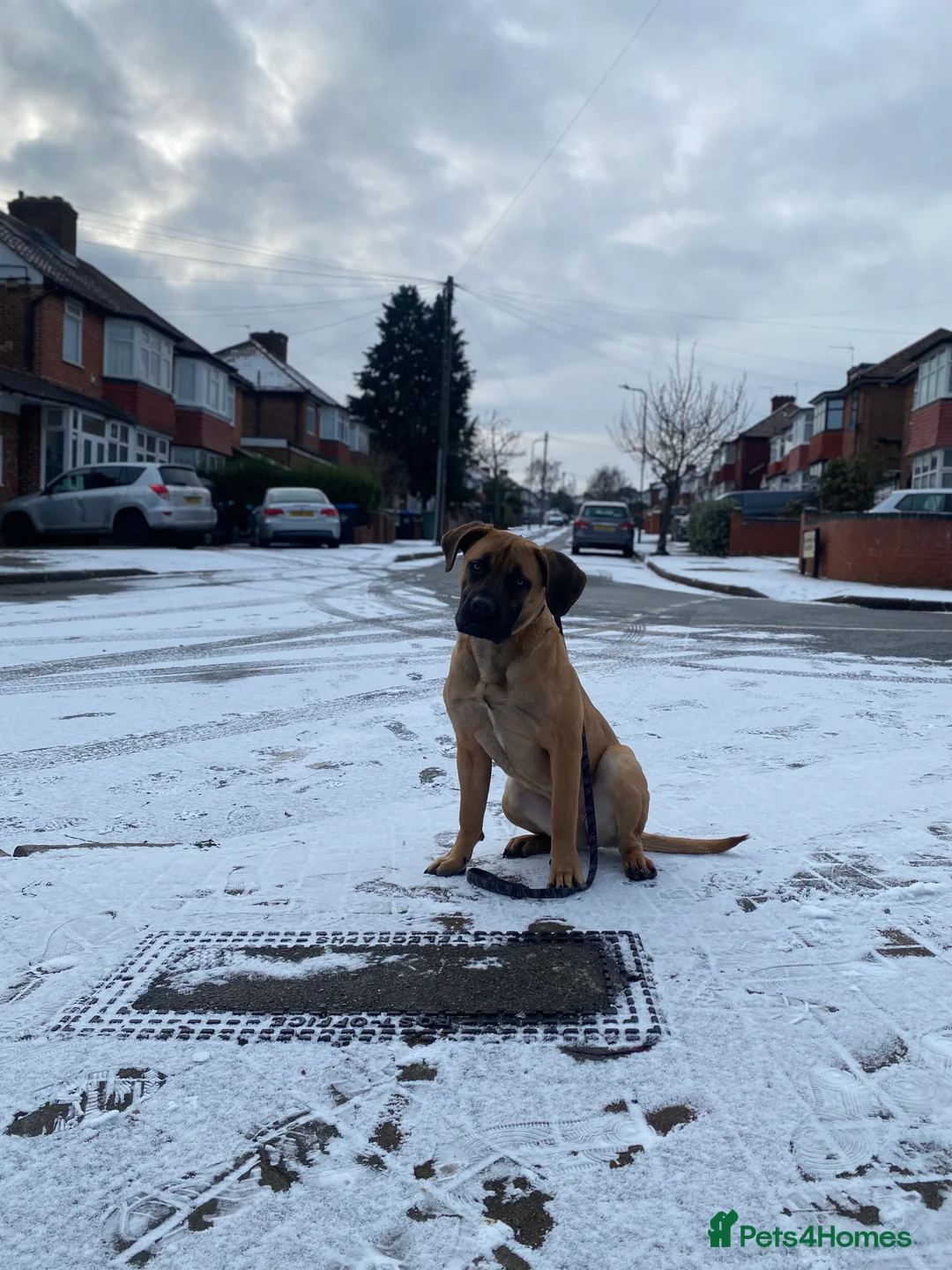 Boerboel dogs for sale: Stunning Boerboel Girl - Advert 14