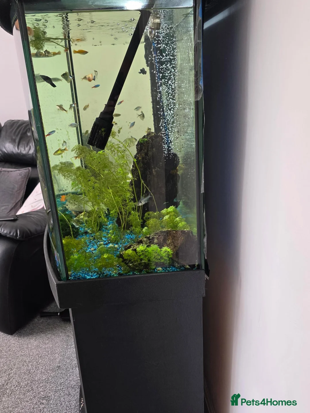 Other/Mixed Breed fish for sale: Fish tank and stand plus accessories  in Stoke-on-Trent - Advert 2