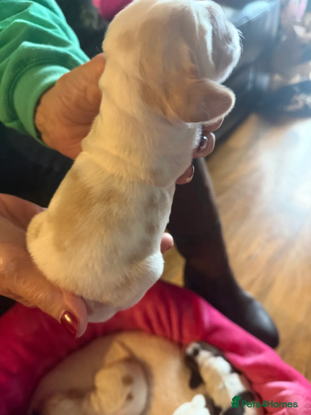 Cocker Spaniel dogs for sale: Show cocker spaniel pups - Advert 31