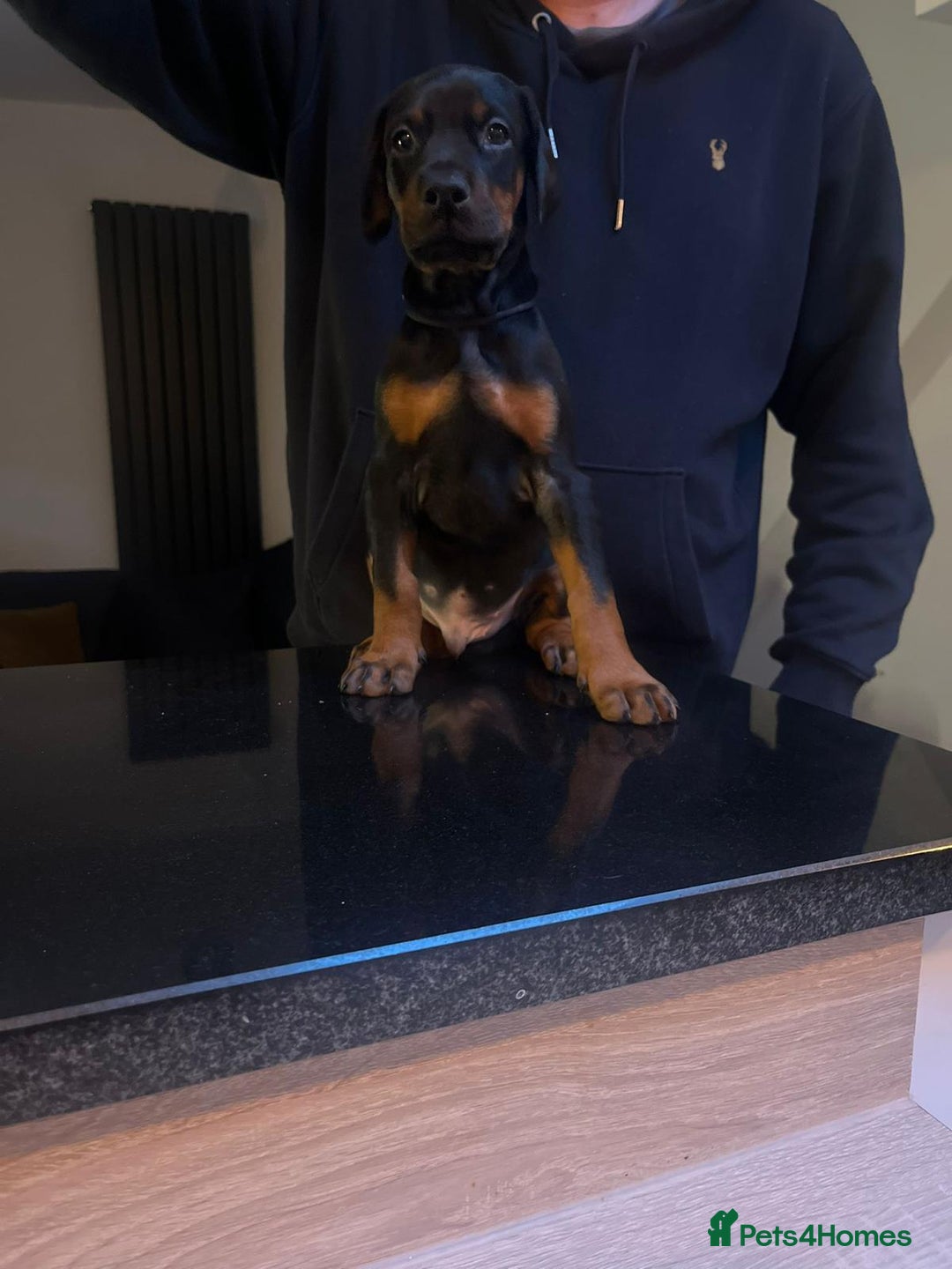 Dobermann dogs for sale: Exceptionally well breed 🏆🏆🏆 - Advert 3