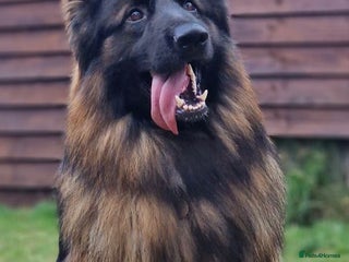 German Shepherd dogs for sale - Advert 1