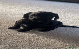 Cockapoo dogs for sale: Cockerpoo puppies Two Boys - Advert 4