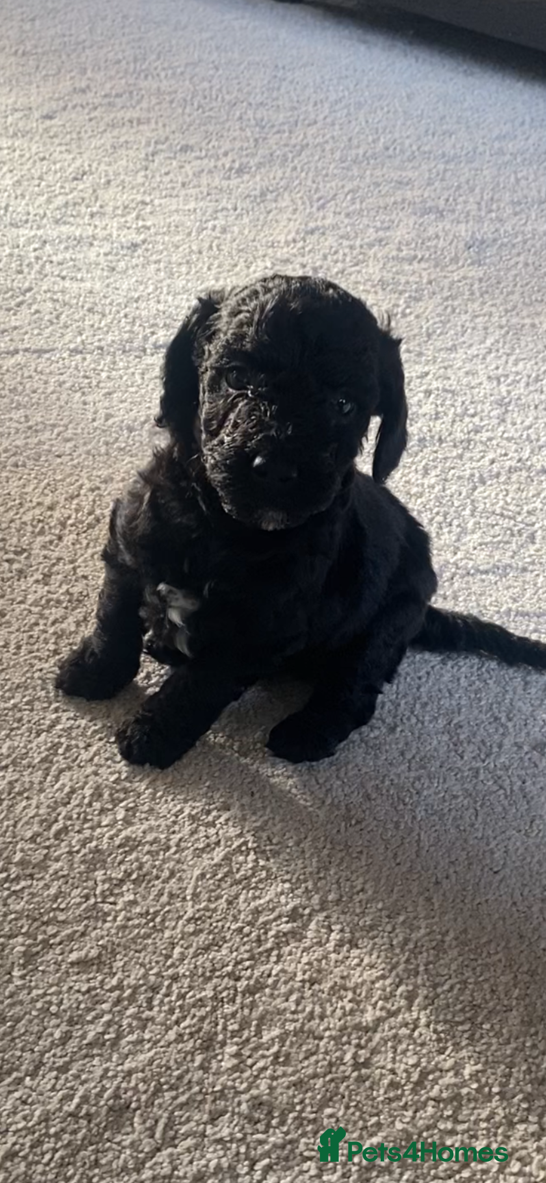 Cockapoo dogs for sale: Cockerpoo puppies Two Boys - Advert 4