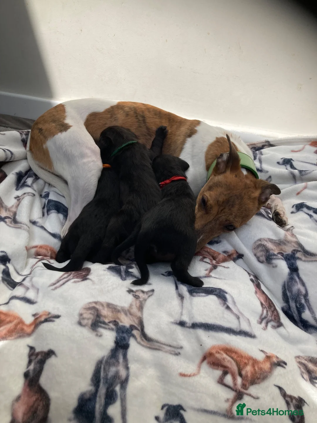Mixed Breed dogs for sale: Whippet cross Bedlington Terrier  - Advert 18