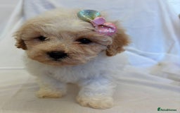 Cavapoo dogs for sale: Beautiful Cavapoo’s - Image 6