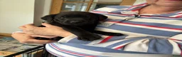 Labrador Retriever dogs for sale: Beautiful KC Black Labrador Puppies  - Advert 18