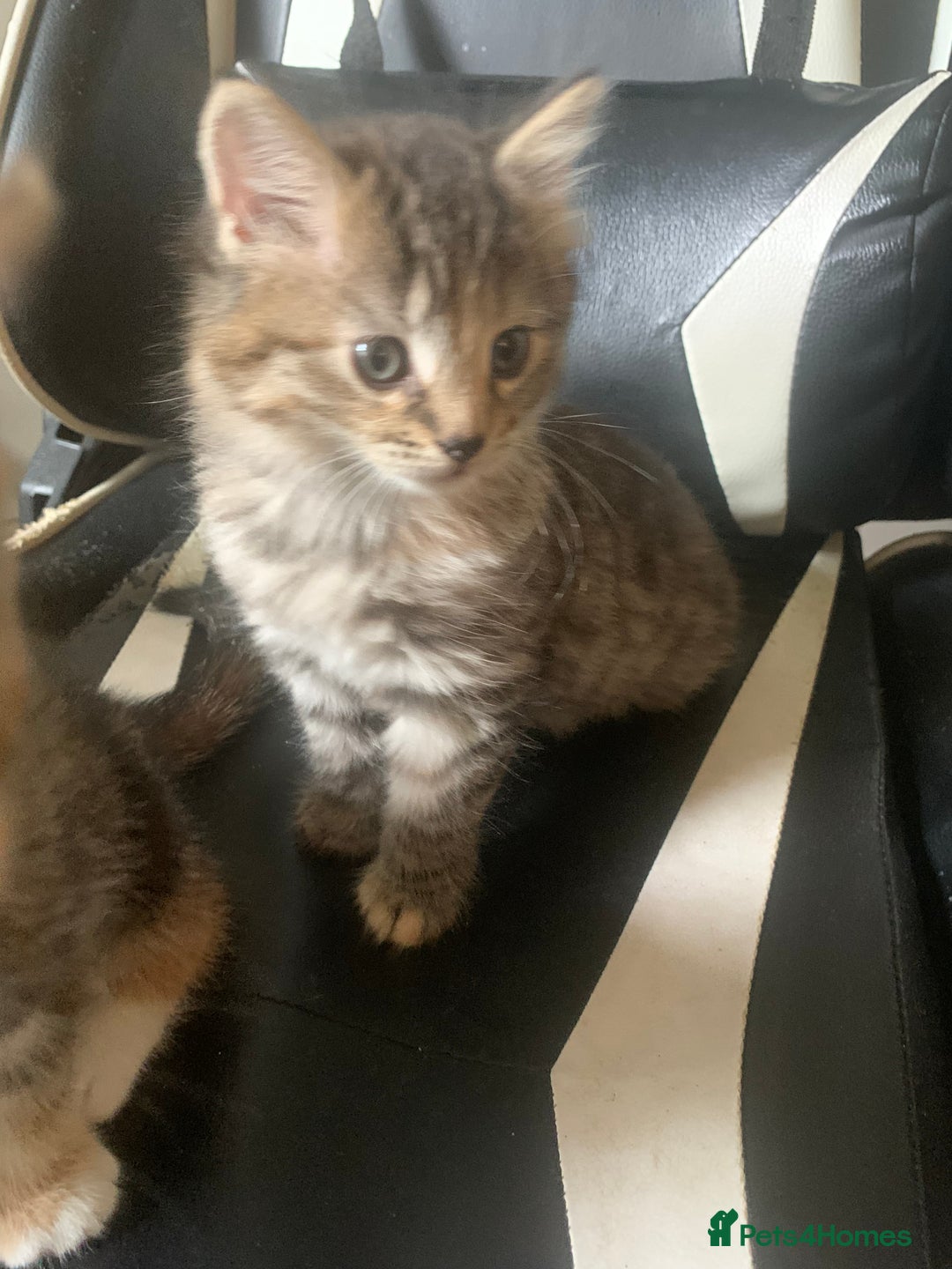 Mixed Breed cats for sale: Two gorgeous kittens for sale. - Image 6