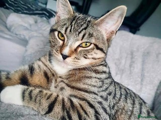 Mixed Breed cats Beautiful Neutered Tabby Cat – Ready for New Home - Advert 2