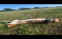 Mixed Breed dogs for sale: Jackawawa 1 year old Hugo - Image 3