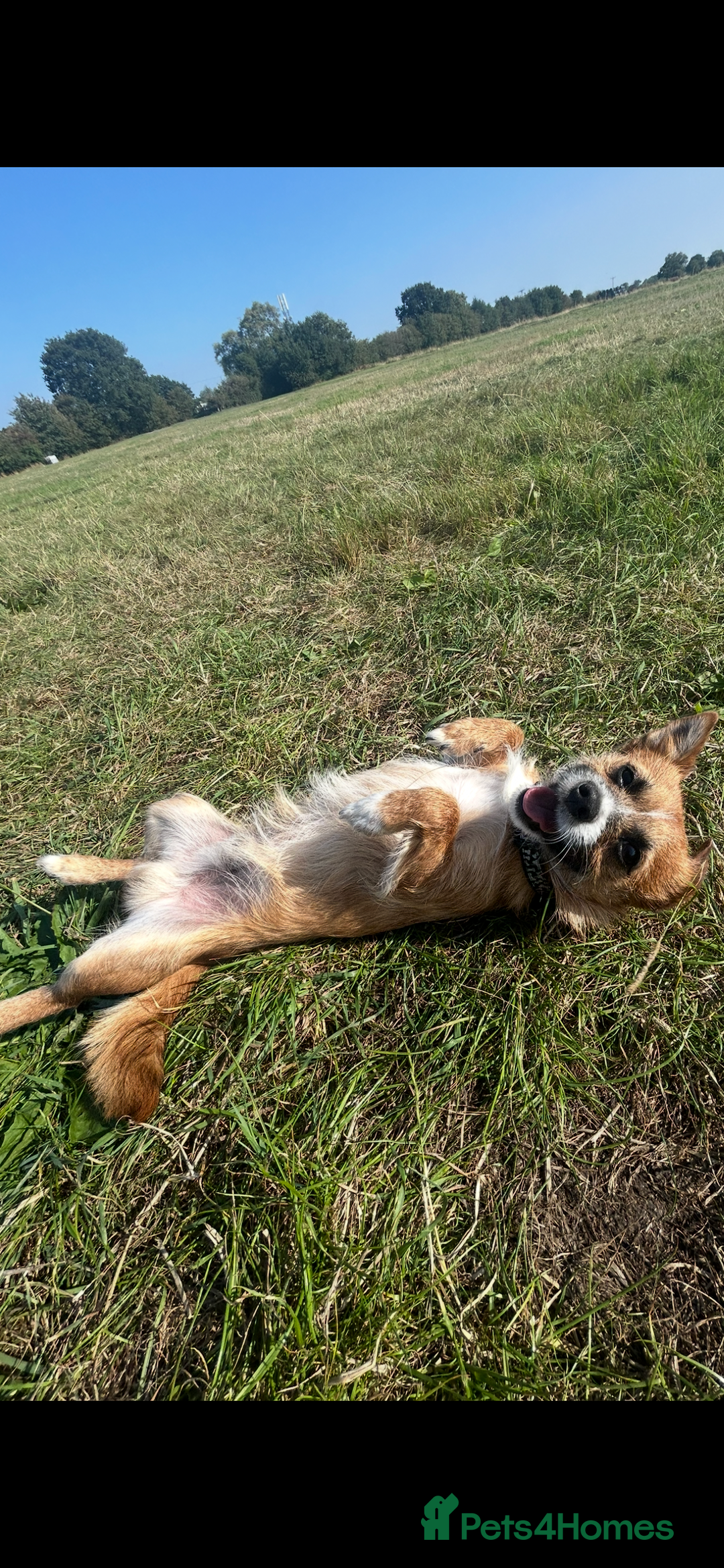 Mixed Breed dogs for sale: Jackawawa 1 year old Hugo - Image 3