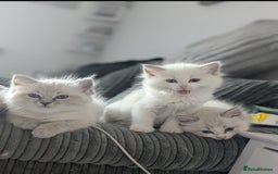 Ragdoll cats for sale: Beautiful Ragdoll kittens - Image 13