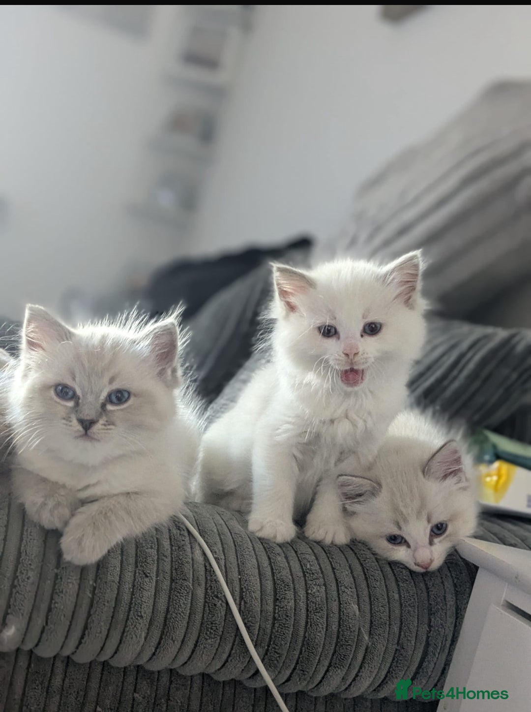 Ragdoll cats for sale: Beautiful Ragdoll kittens - Image 13
