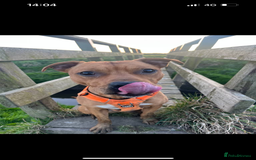 Mixed Breed dogs for sale: Staffy mixed breed - Image 4
