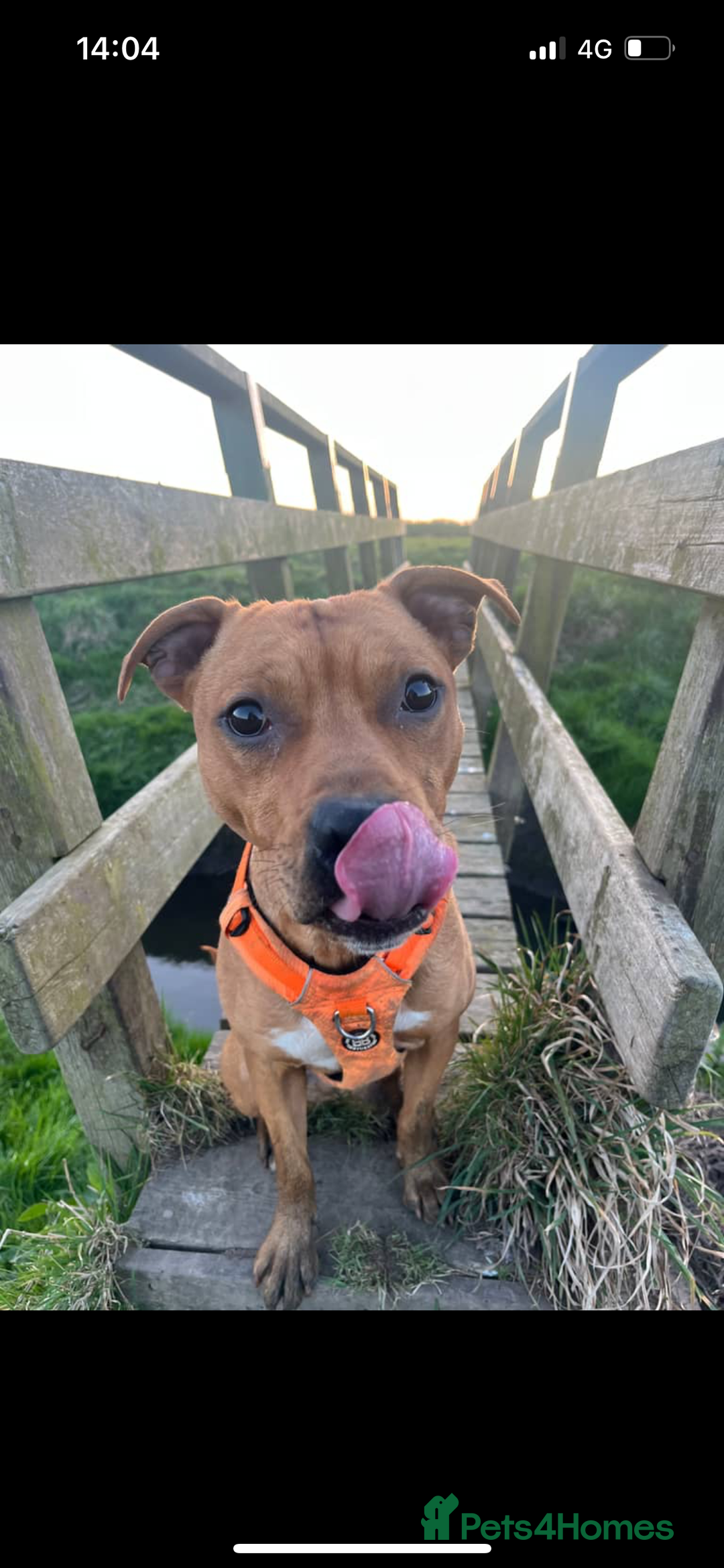 Mixed Breed dogs for sale: Staffy mixed breed - Image 4