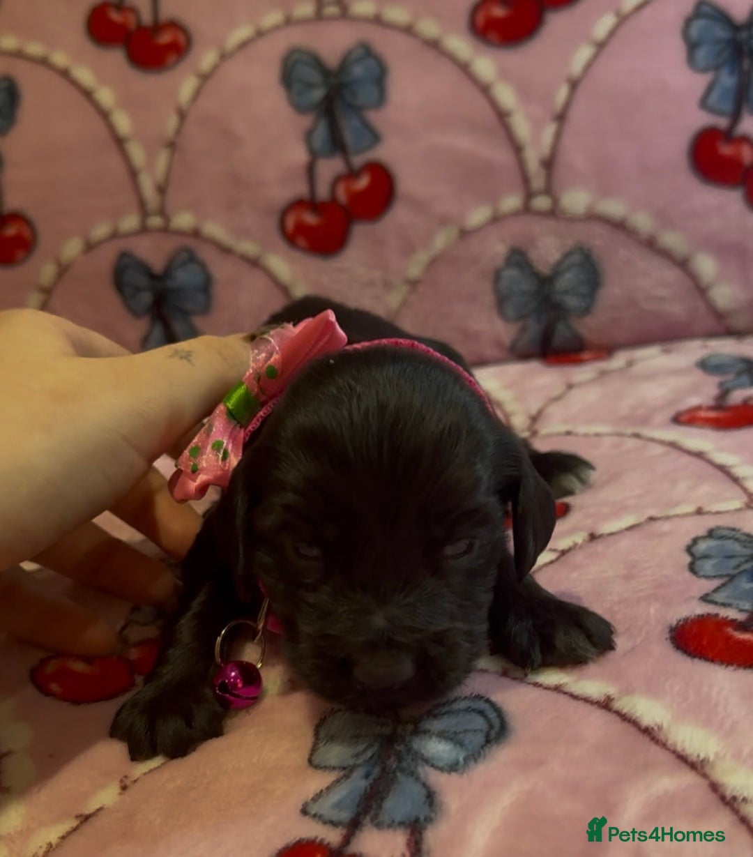 Cocker Spaniel dogs for sale: Gorgeous cocker spaniel READY TO LEAVE TODAY - Advert 16