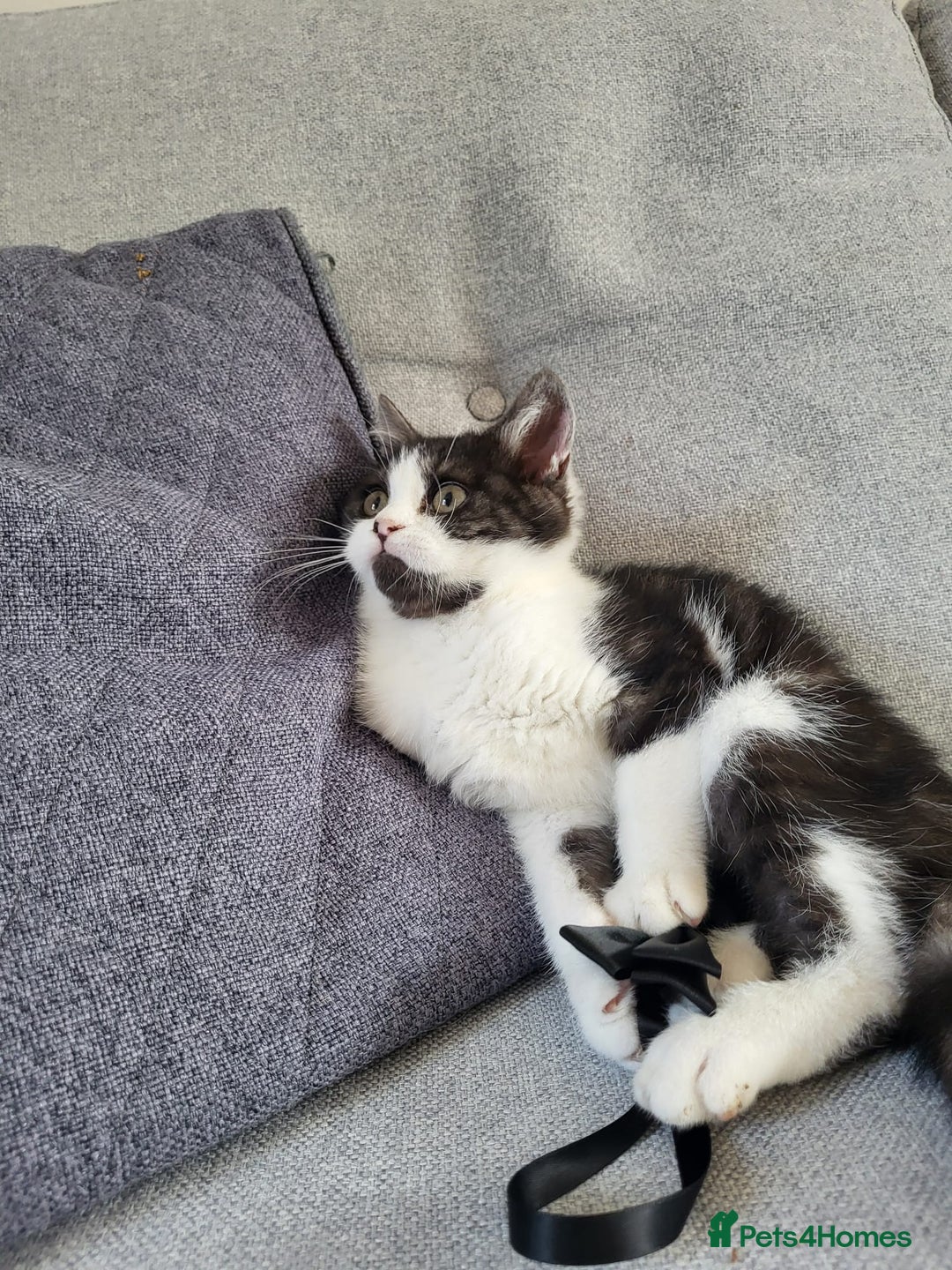 British Shorthair cats for sale: Little Man Waiting For His Forever Home! So Cuddly - Image 2