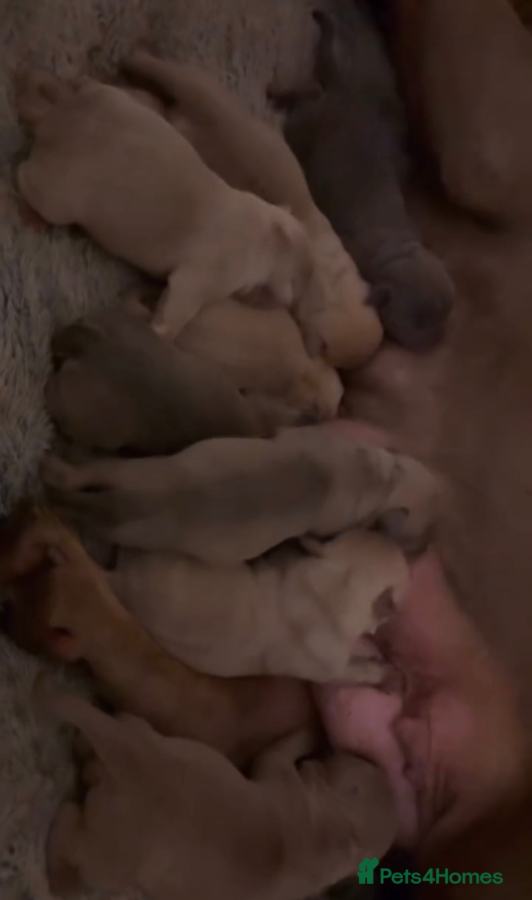 American Bully dogs for sale: Pocket bully puppy’s ready to go - Image 2