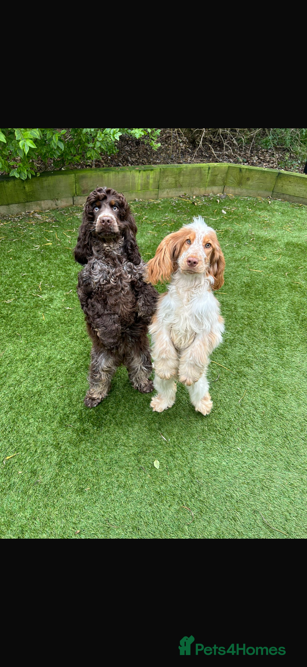 Cocker Spaniel dogs for sale: Exceptionally bred health tested KC Reg Cocker pup - Advert 9